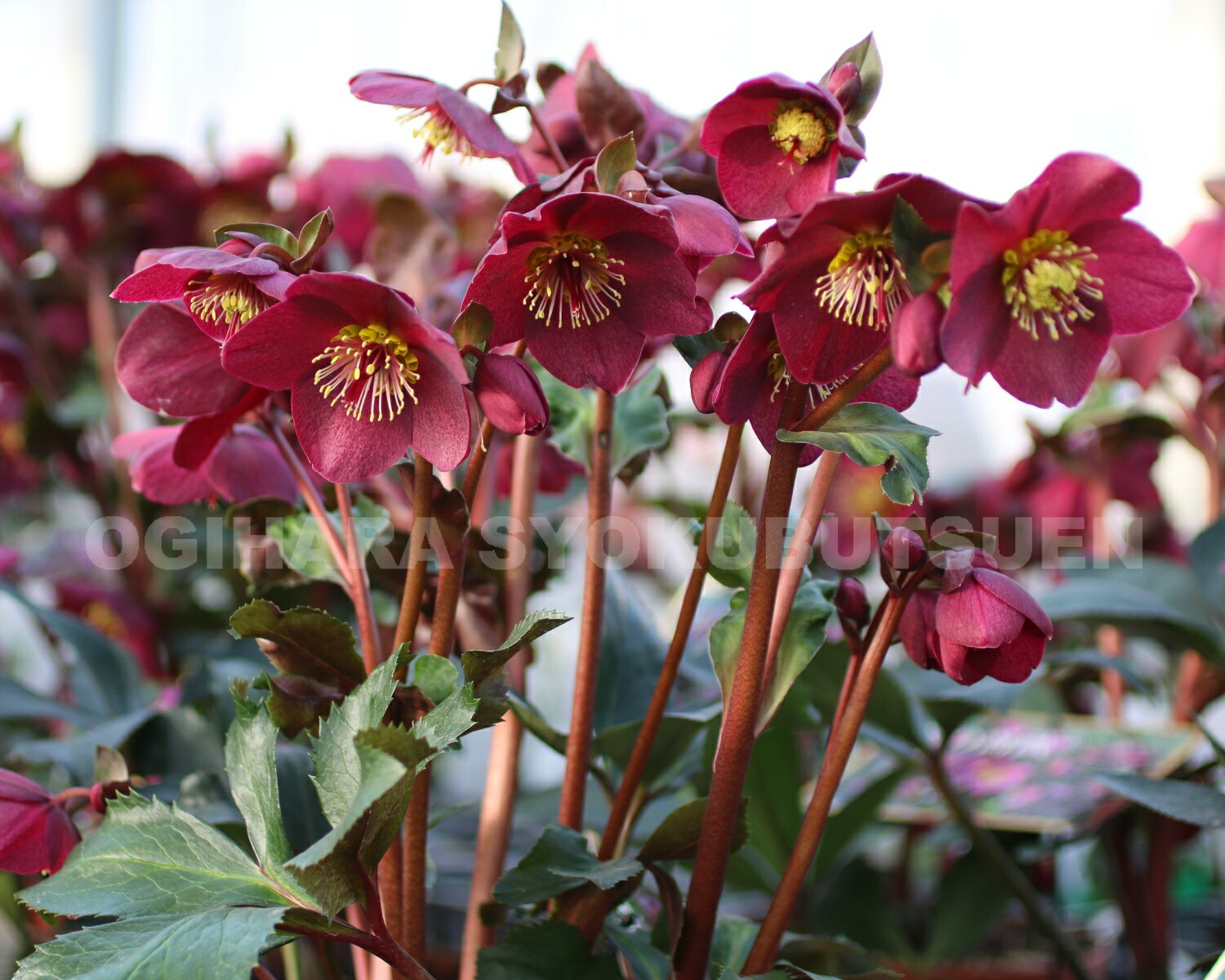 楽天市場】クリスマスローズ 氷の薔薇 レッド 大苗（5号） : おぎはら