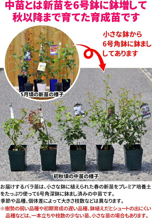 バラ苗【中苗】ポルトブルー 国産苗 6号鉢植え品［農林水産省 品種登録