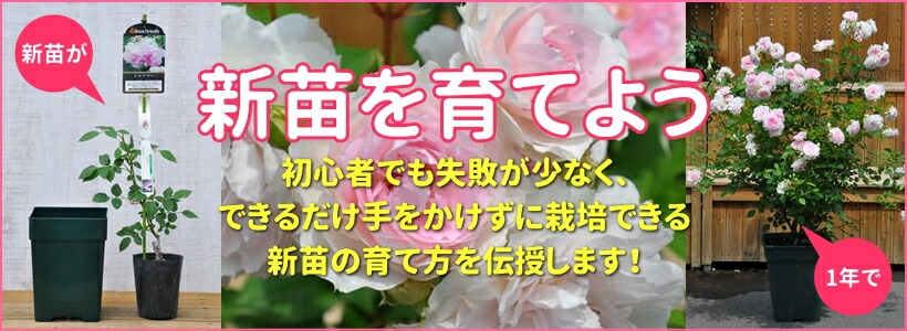 楽天市場】【冬季大苗】バラ苗 ルクソール 国産苗 6号鉢植え品［農林