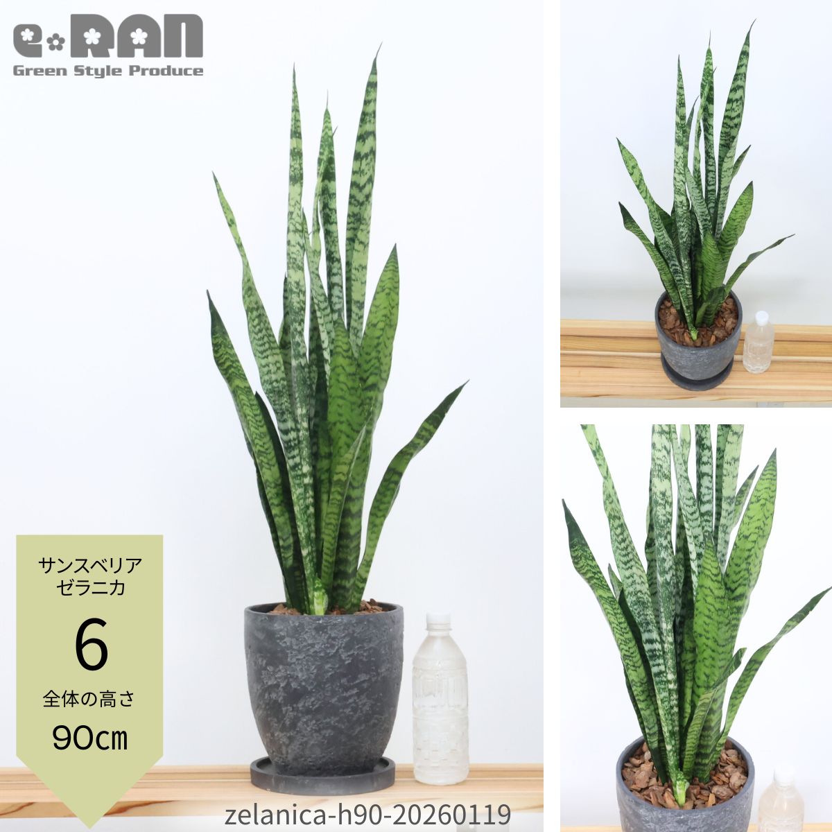 楽天市場】＼ポイント5倍／【選べる現品発送】 観葉植物 サンスベリア