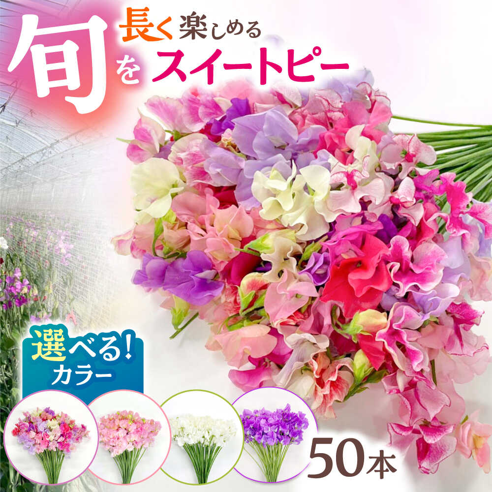 楽天市場】【ふるさと納税】【2026年1月以降発送】【選べるカラー