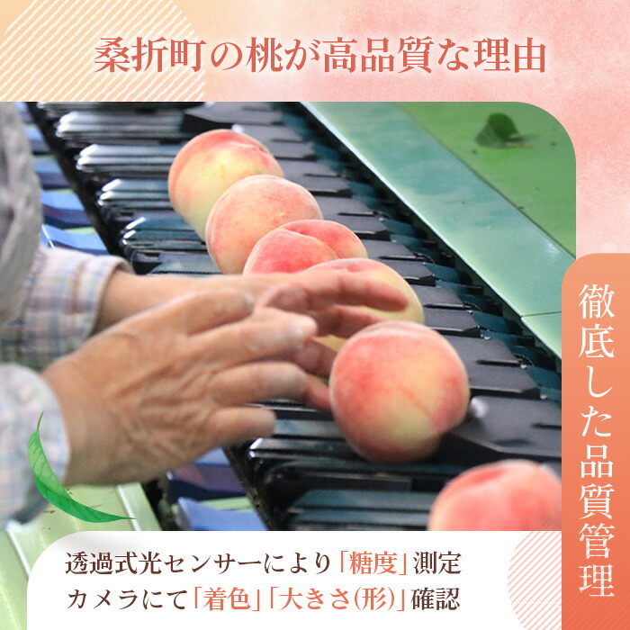 楽天市場】【ふるさと納税】もも【さくら白桃・2026年産先行受付】特秀