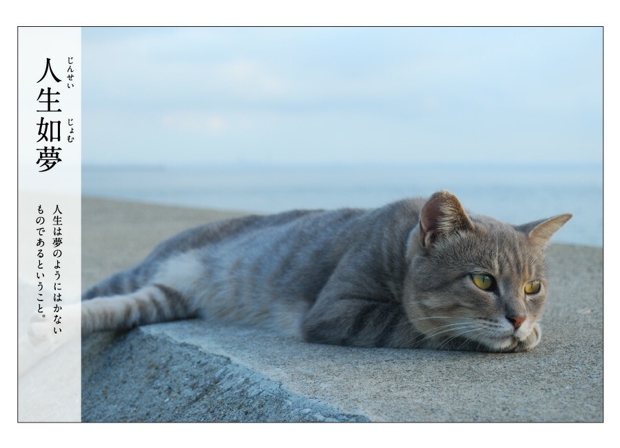 楽天市場】【猫ステーショナリー2点以上で10%OFF】にゃんこ四字熟語