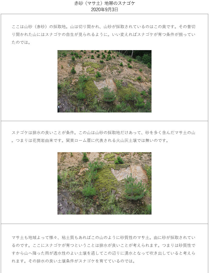 楽天市場】【京の苔】スナゴケ 10枚 大トレー (サイズ:59cm×39cm