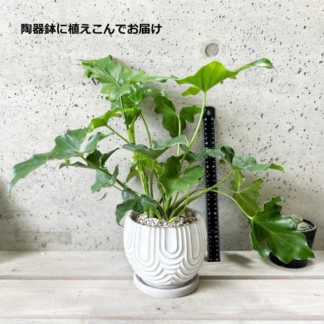 楽天市場】観葉植物【フィロデンドロン属】フィロデンドロン・セローム