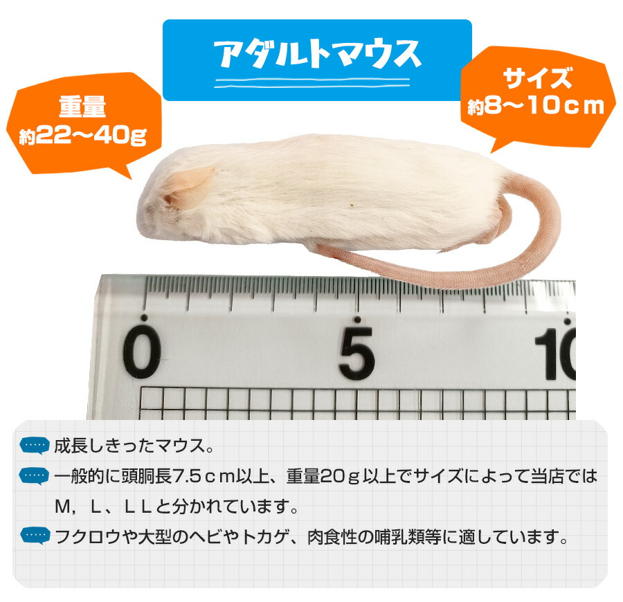 冷凍マウス（エサ） フェレットワールド WEB SHOP