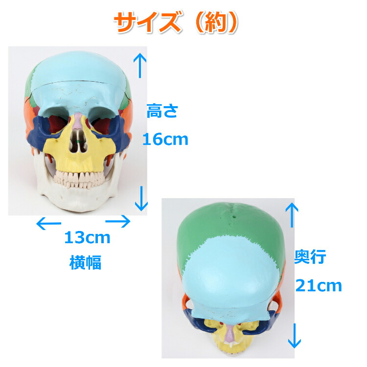 楽天市場】◇楽天1位◇ 頭蓋骨 模型 カラー 人体模型 頭蓋骨 実物大