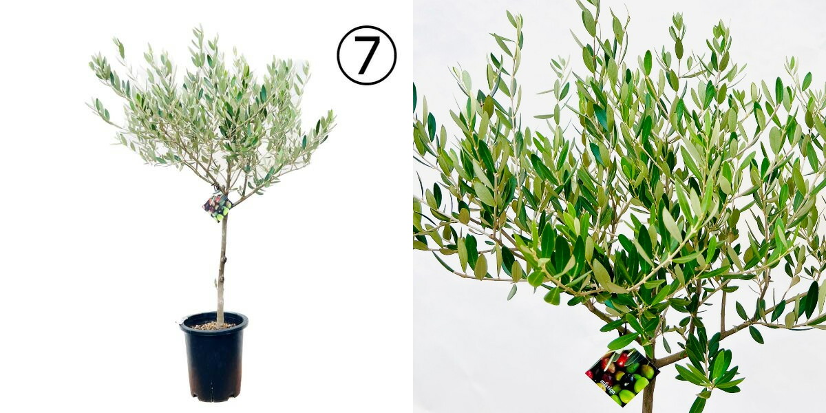 おしゃれ 観葉植物 選べる：オリーブの木 ミッション 7号*現品 SOUJU