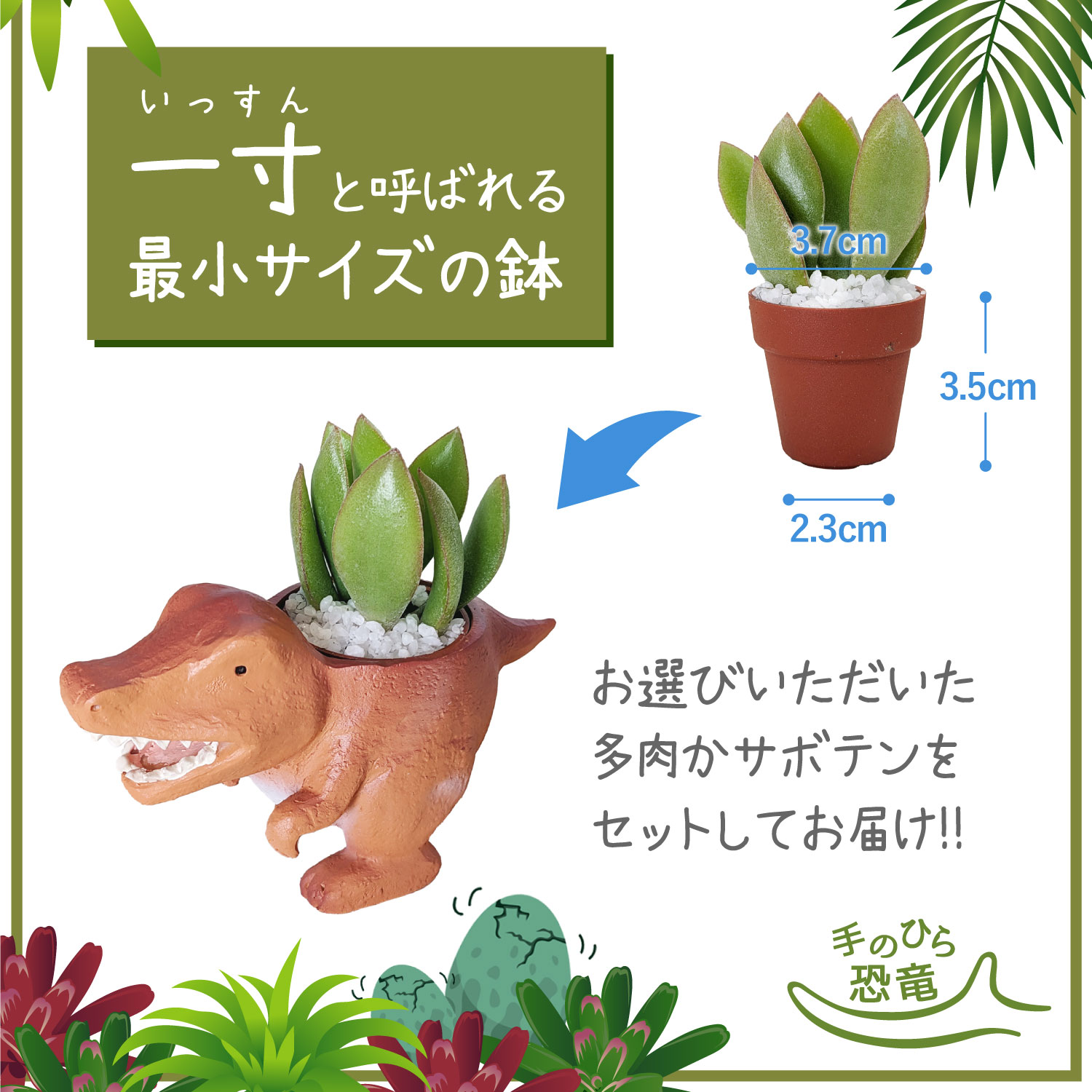 楽天市場】当日発送17時〆 多肉植物 サボテン 鉢植え 多肉