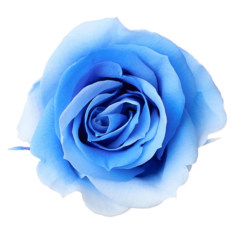 ローズ・いずみ・スフレ ブルーシアン 03491-661 ドライフラワー卸売り