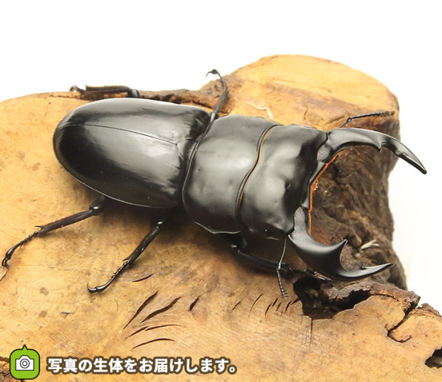 アンタエウスオオクワガタ│ビートルファーム