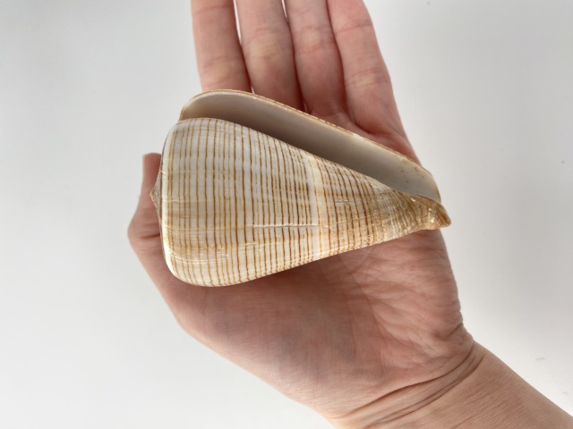 コゲスジイモガイ（自然）【約7～8cm/1個】 En: Conus Figulinus