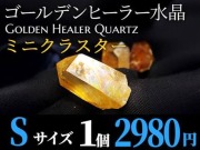 アーカンソー産ゴールデンヒーラー クラスター