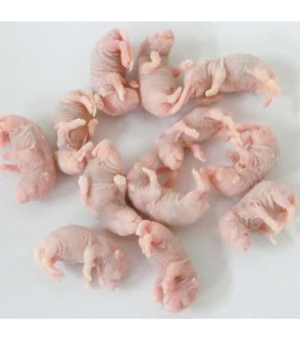 Amazon | 冷凍ホッパーマウス 100匹 | オリジナル | フード 通販