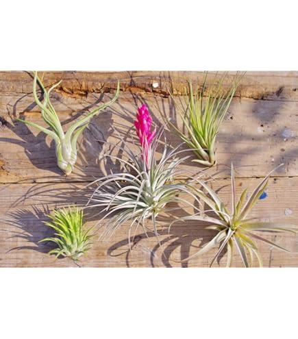 Amazon｜Tillandsia sprengeliana 'Coastal form' エアープランツ