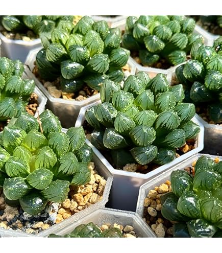 Amazon｜多肉植物 ハオルチア ピクタ錦 極上斑 大株｜観葉植物