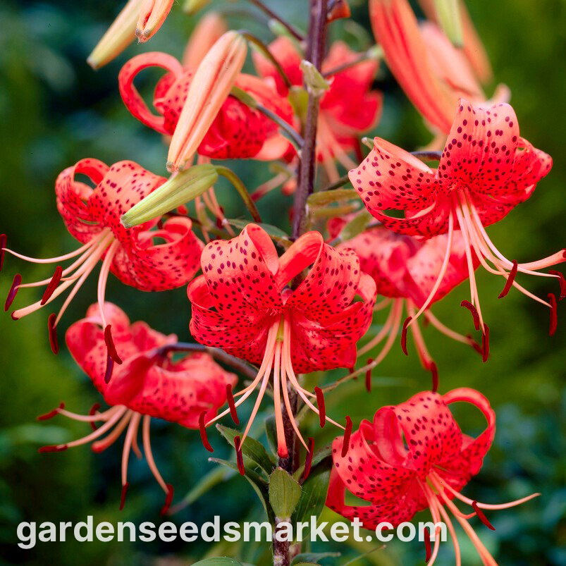 タイガーリリー-レッドタイガー-ラージパッケージ！ -10個 - – Garden