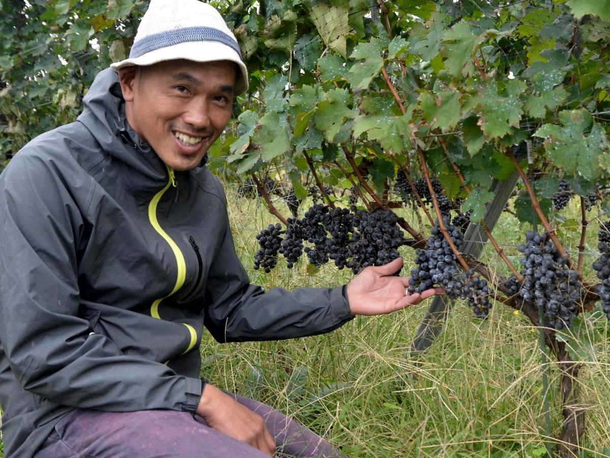 相模原でワイン用ブドウ収穫 地元企業「ワイナリー再興」に挑戦