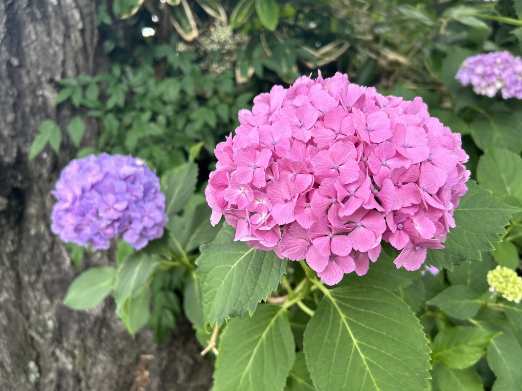 リバティ】紫陽花柄 スキッパーシャツ | 読む、鎌倉シャツ