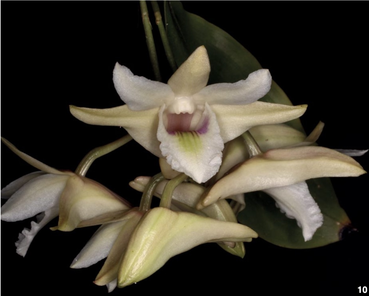 Dendrobium and its Relatives - American Orchid Society