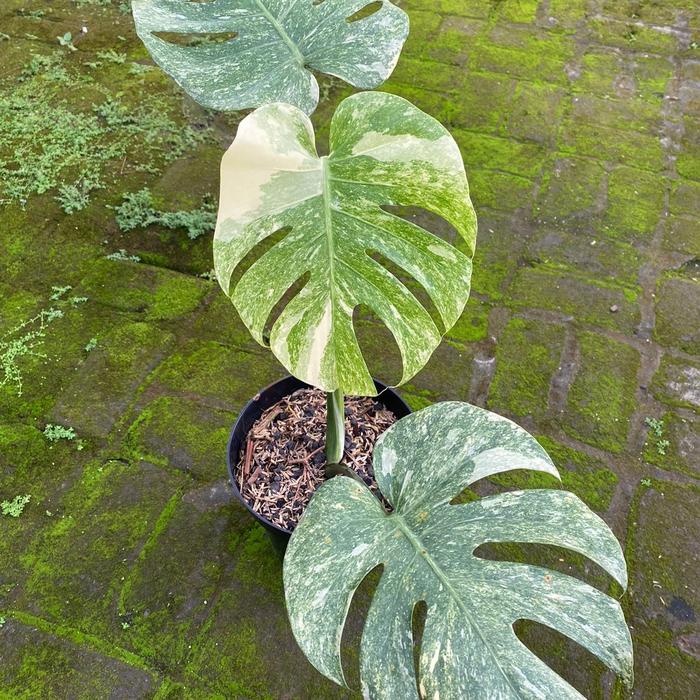 超希少】Monstera Legacy Variegata レガシー 【公式通販】