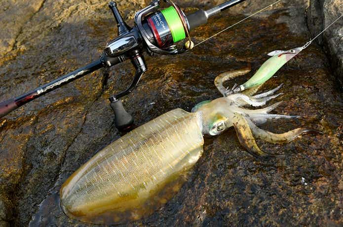 セフィア エクスチューンに注目！シマノ本気のエギングロッド