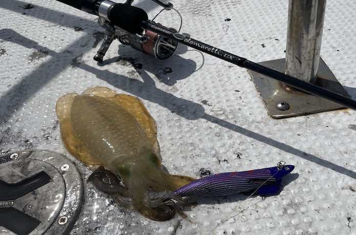 カラマレッティUX ティップランを実釣インプレ！買って損ナシの1本で