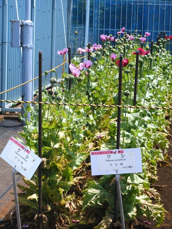 東京都薬用植物園 ケシの花 2025 違法なケシとアツミゲシ、合法な