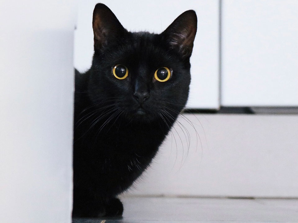 いつでもイケニャン。【黒猫ギネスと茶トラのピムス。仲良し兄弟の