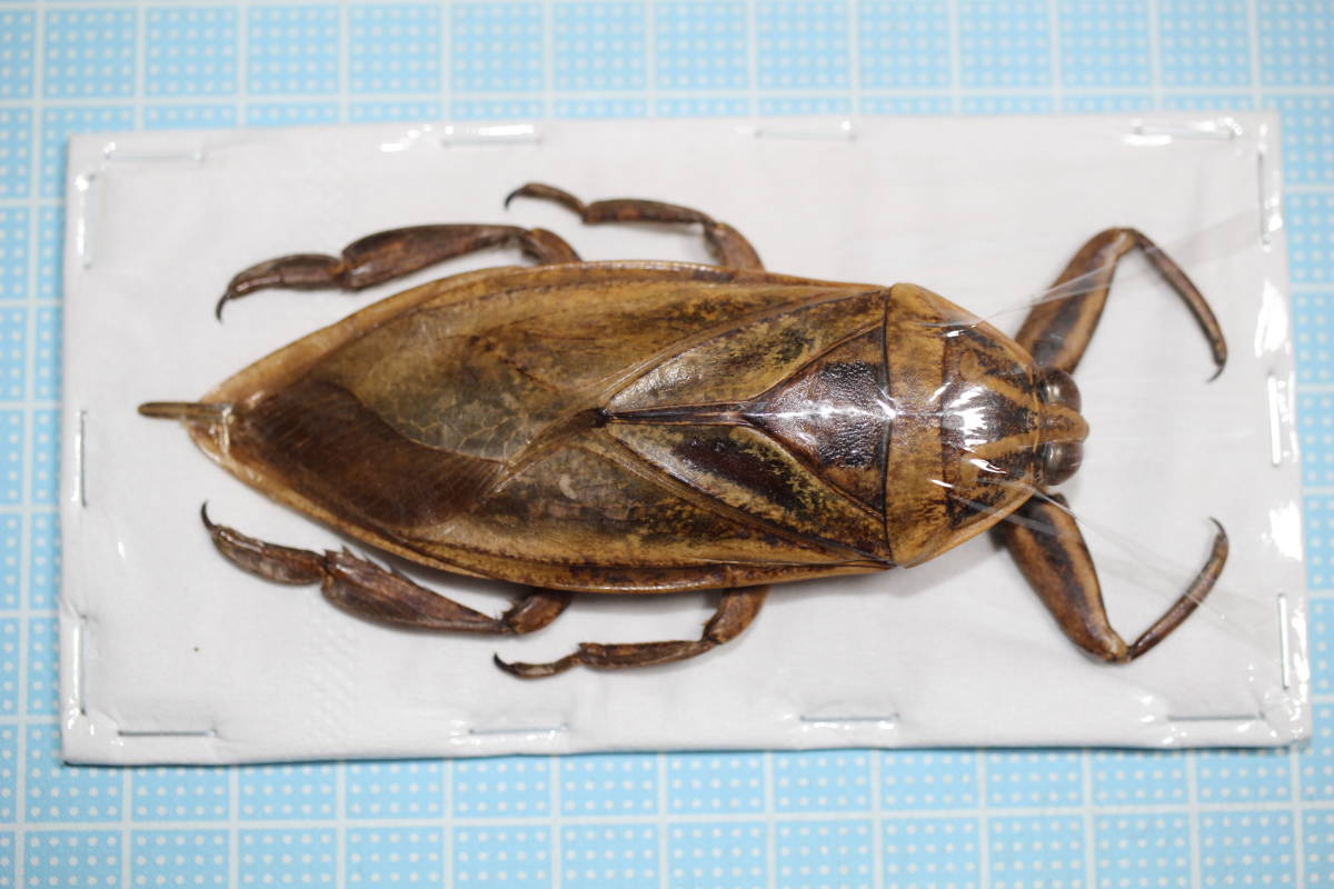 ボリビア産 ナンベイオオタガメ 112mm(管まで) ボリビア産 ナンベイ