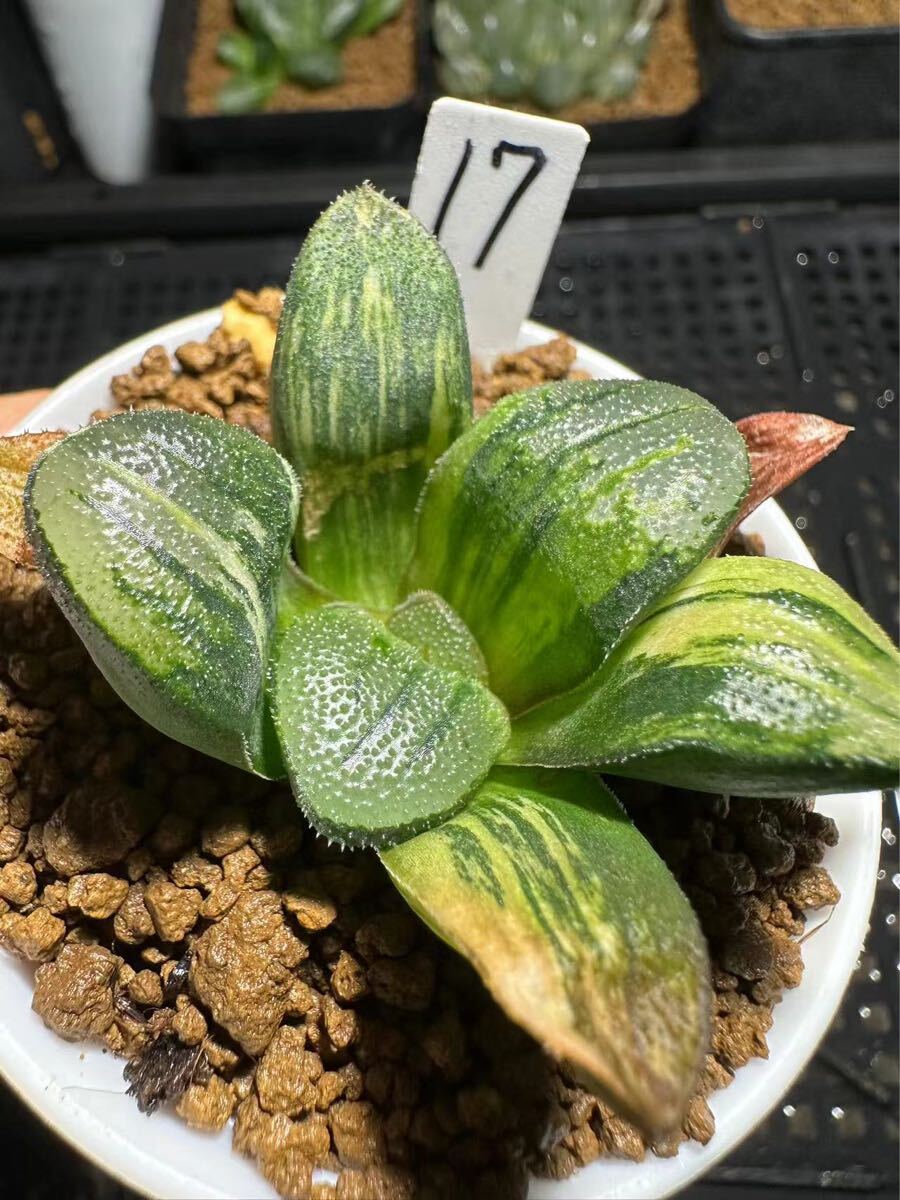 ハオルチア ラブハート錦 極上斑 ≧∇≦）多肉植物 ハオルチア