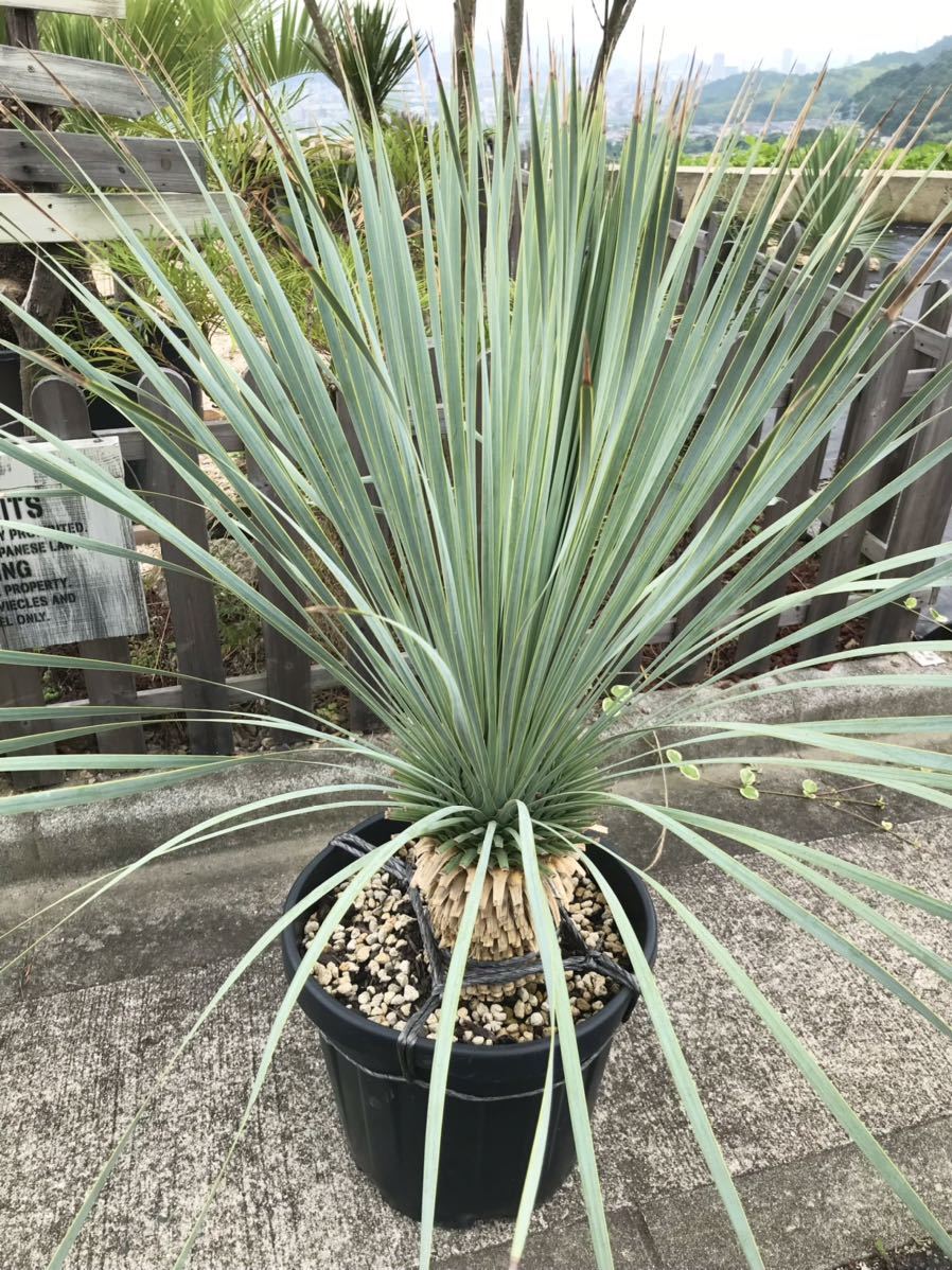 ユッカ ロストラータ ブルーベルベット 大株 幹立ち ユッカ