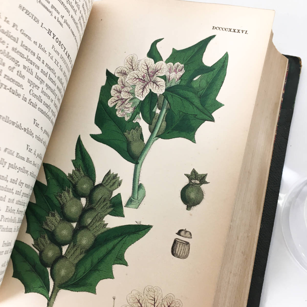 1864年 英国イギリス ボタニカル植物画 167枚収録 Vol.3 sowerby