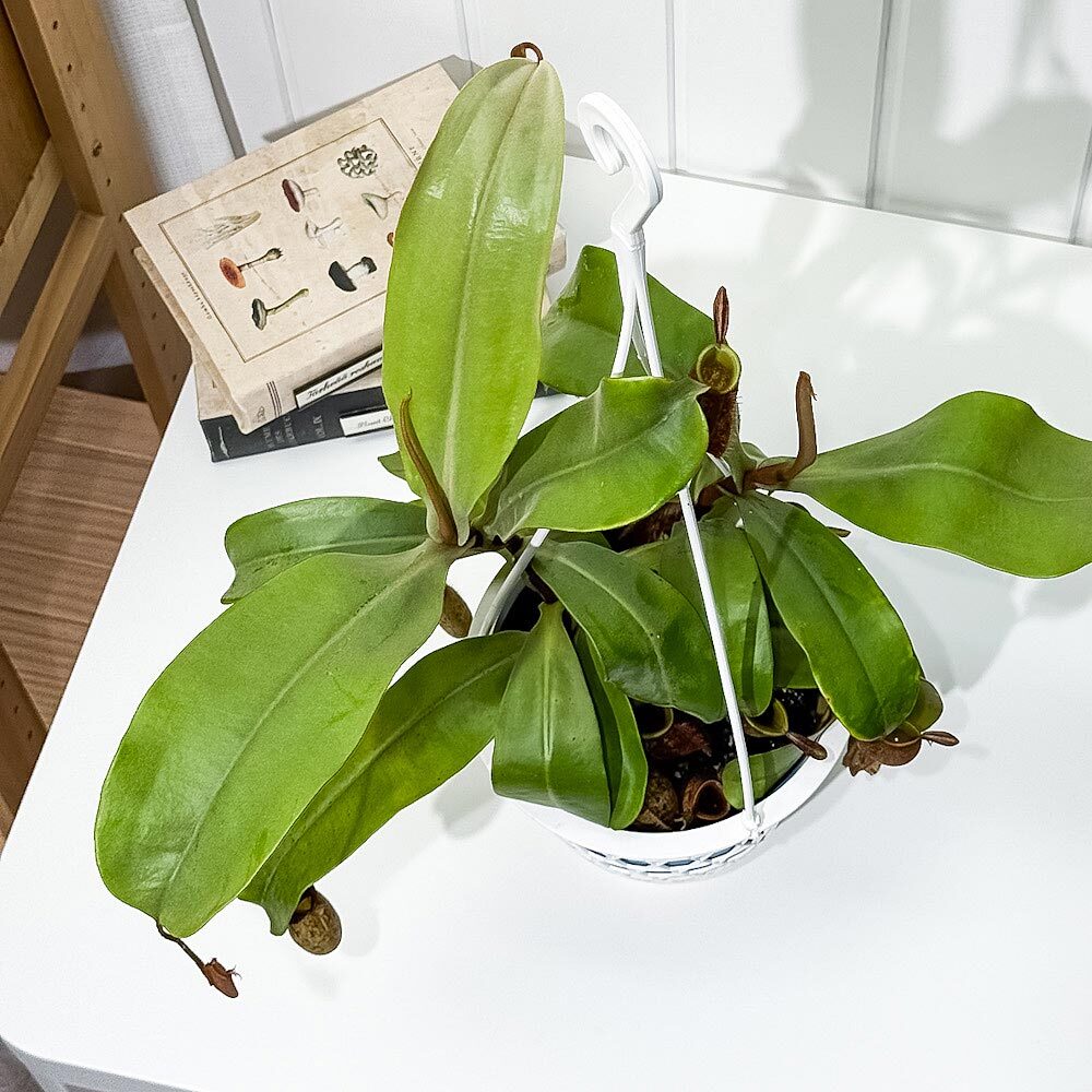 PLANCHU 食虫植物 ネペンテス アンプラリア 5号吊り鉢 育て方説明書