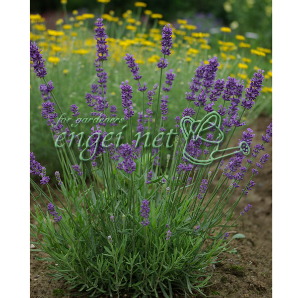 園芸ネット本店｜[26年4月上旬予約]ラベンダー オックスフォードゼム3