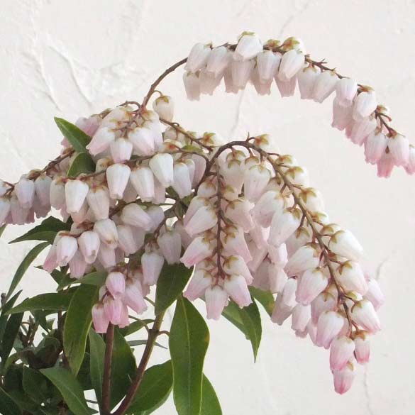 園芸ネット本店｜アセビ（馬酔木）：スプリングベル4.5号ポット の通販