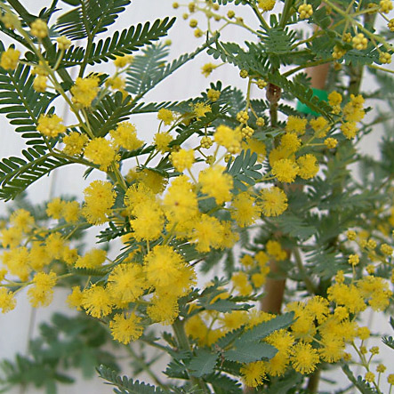 園芸ネット本店｜アカシア：ギンヨウ（銀葉）アカシア5号ポット の通販