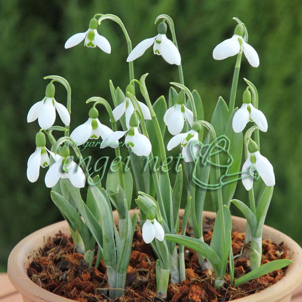 園芸ネット本店｜スノードロップ：一重咲き 4球入り の通販【公式】
