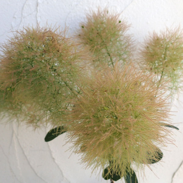 園芸ネット本店｜スモークツリー：ヤングレディ 5号鉢植え の通販【公式】