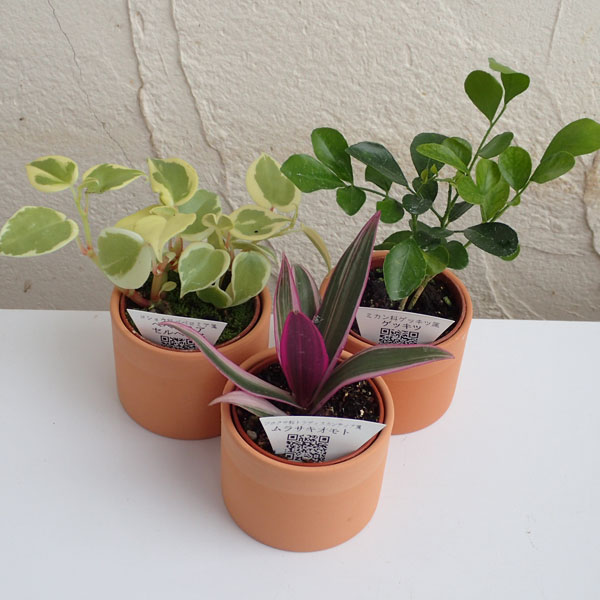 園芸ネット本店｜ミニ観葉植物アソート2号テラコッタ鉢入り3株セット