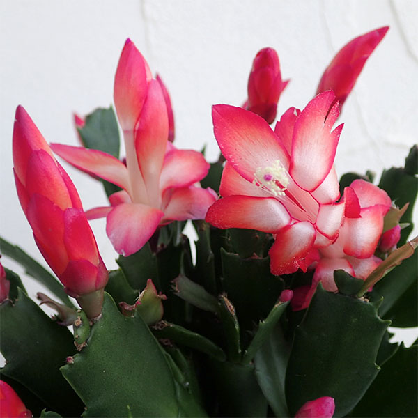 園芸ネット本店｜デンマークカクタス：赤系5号鉢植え の通販【公式】