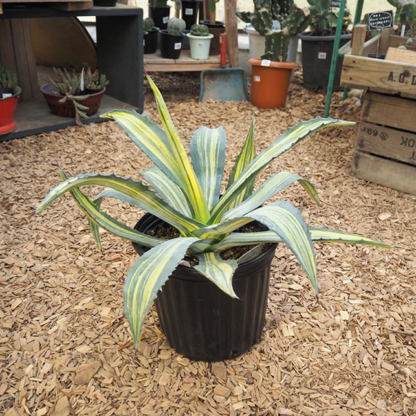 現品】アガベ アメリカーナ 斑入り バリエガータ （竜舌蘭）9号 Z7番