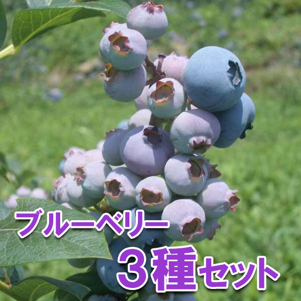 園芸ネット本店｜ブルーベリー：大実ラビッドアイ系5号3種セット