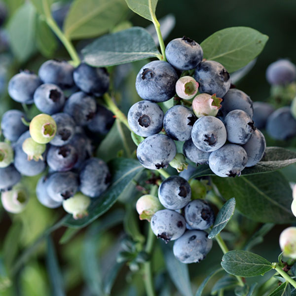 園芸ネット本店｜ブルーベリー（サザンハイブッシュ系）：ミスティー 5