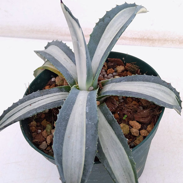 園芸ネット本店｜アガベ：アメリカーナ メディオピクタ(華厳) 3.5号