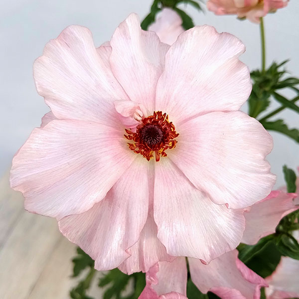 園芸ネット本店｜ラナンキュラス：ラックス イーシス5号鉢植え の通販