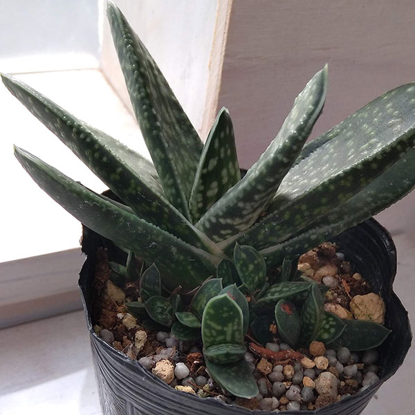 園芸ネット本店｜ガステリア 3号 3株セット の通販【公式】