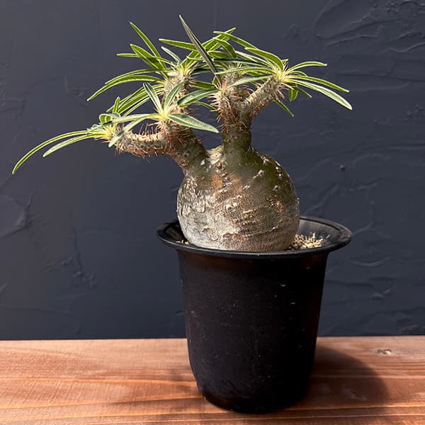 園芸ネット本店｜パキポディウム：グラキリス（発根済み株）4号 22-02