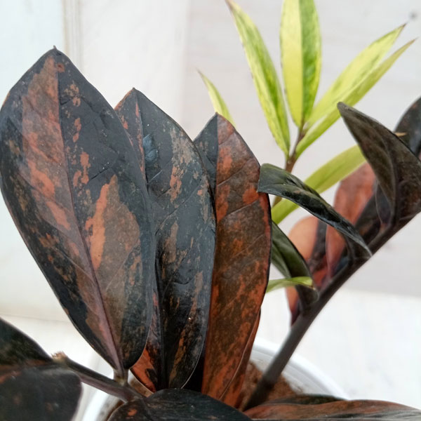 園芸ネット本店｜[ザ・ファームセレクト][送料無料]ザミオクルカス