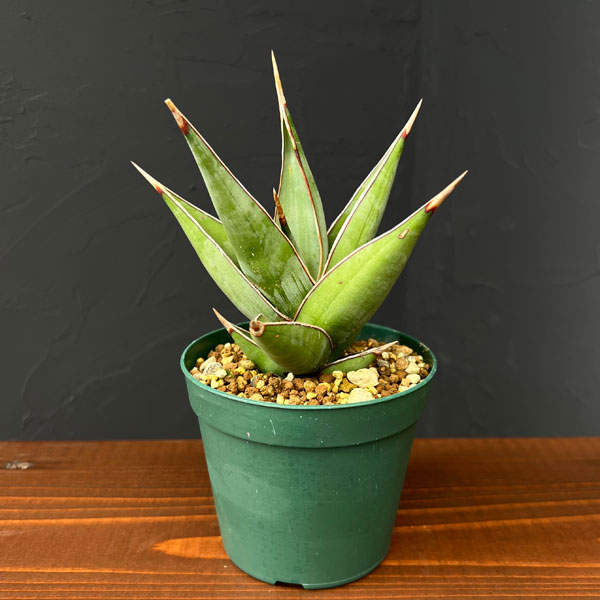 園芸ネット本店｜サンセベリア：ピングイキュラ 3.5号硬質ポット の